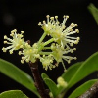 Flacourtia indica (Burm.f.) Merr.